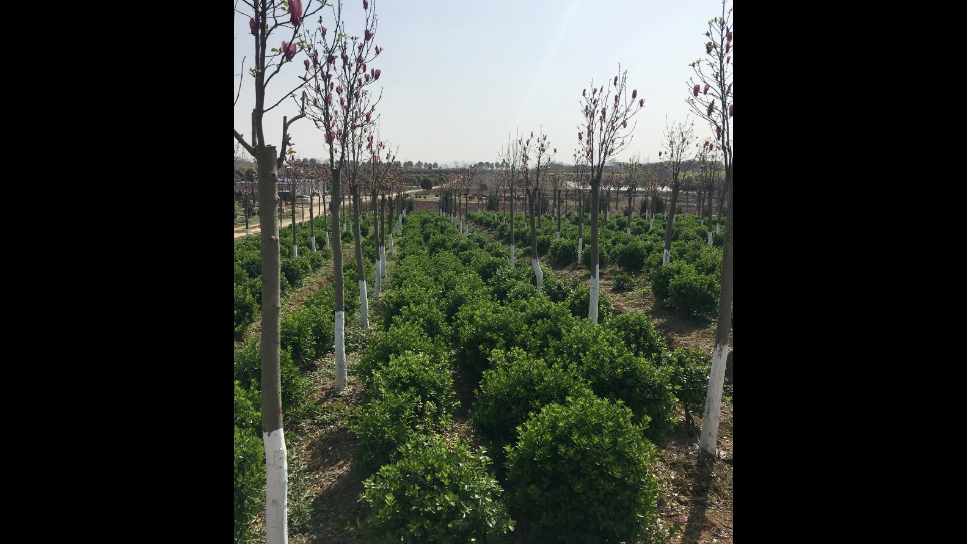 專業(yè)園林綠化景觀工程與養(yǎng)護(hù)服務(wù)