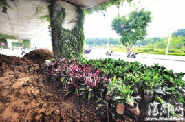 園林綠化工程施工 從設計到落地的全流程解析與專業指導